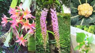 balcony garden, Mogra in balcony,