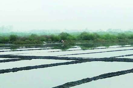 Salt production