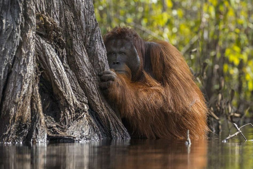 National Geographics 2017 Nature Photographer of the Year