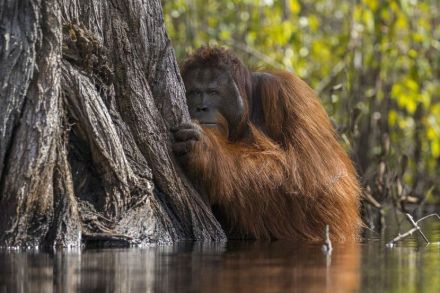 National Geographics 2017 Nature Photographer of the Year