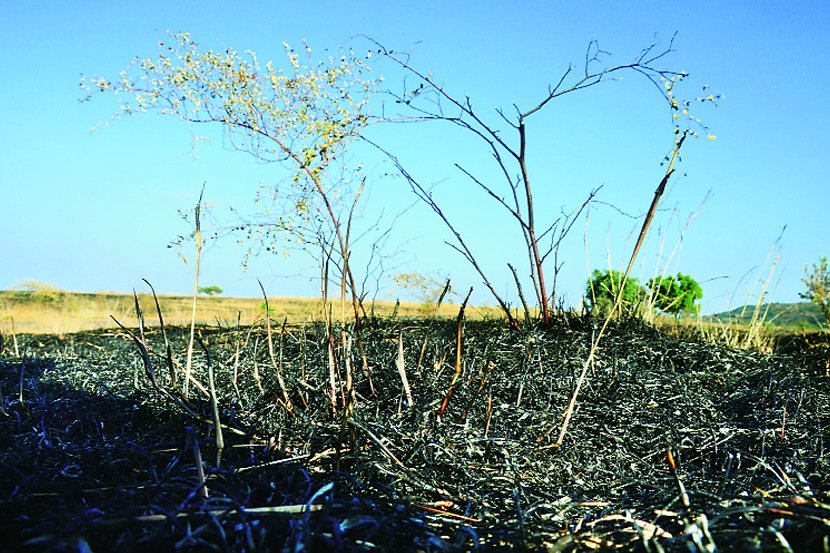 (छाया : सई सावंत ) (छाया : सई सावंत )