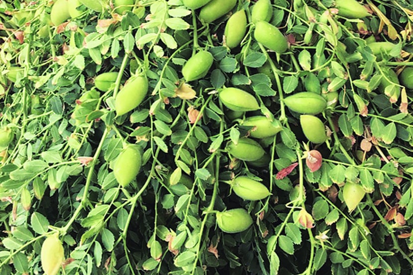 ( संग्रहीत प्रतिकात्मक छायाचित्र )
