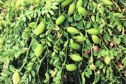 ( संग्रहीत प्रतिकात्मक छायाचित्र )