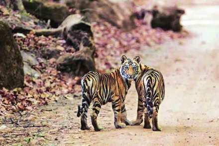 गॅलऱ्यांचा फेरा : नव्या वर्षांतली रेलचेल!