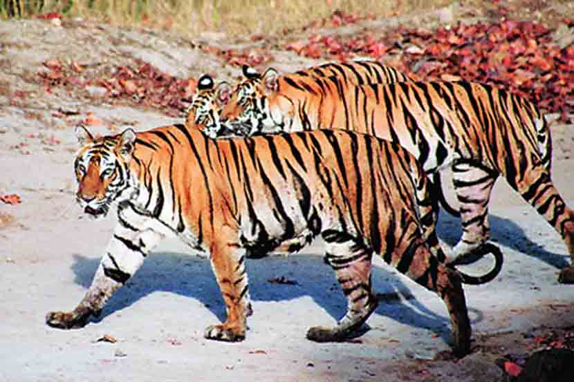 छायाचित्रण आणि भटकंतीचा मस्त मेनू