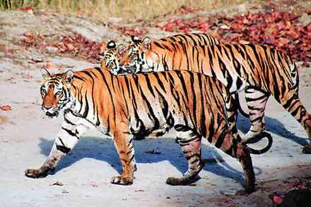 छायाचित्रण आणि भटकंतीचा मस्त मेनू