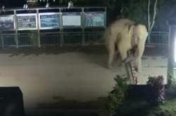 Viral Video : अन् हत्तीनं केली आंतरराष्ट्रीय सीमा पार