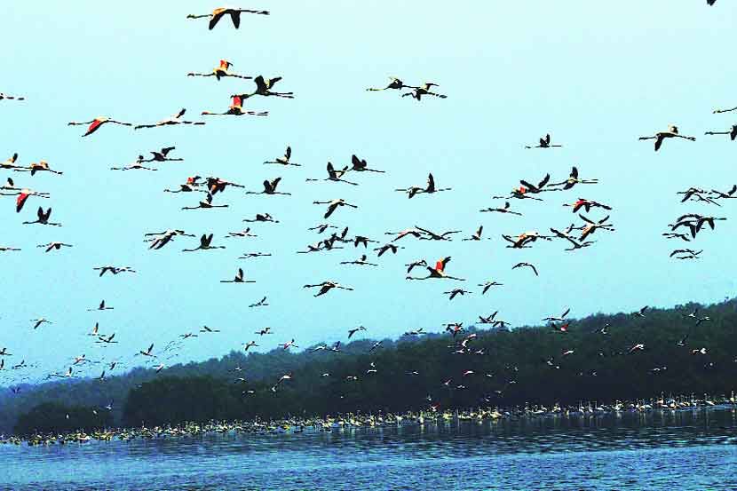 flamingoes