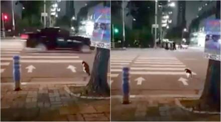 Video : मांजर करु शकते; मग तुम्ही का नाही?; मुंबई पोलिसांचा हा व्हिडिओ नक्की बघा Video : मांजर करु शकते; मग तुम्ही का नाही?; मुंबई पोलिसांचा हा व्हिडिओ नक्की बघा