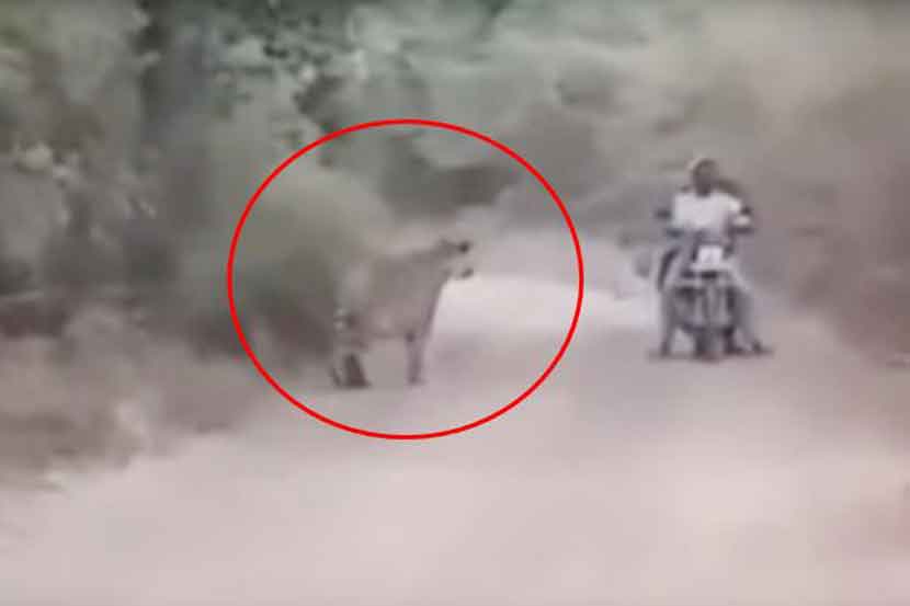  दोन पट्टेदार वाघांमध्ये दुचाकीस्वार सापडल्याची चित्रफित समाज माध्यमांवर सध्या चांगलीच फिरत आहे. 