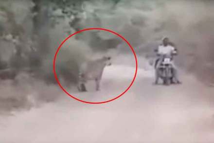  दोन पट्टेदार वाघांमध्ये दुचाकीस्वार सापडल्याची चित्रफित समाज माध्यमांवर सध्या चांगलीच फिरत आहे. 
