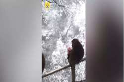 Video : पैशांच्या पाकिटाचे माकड काय करते पाहाच