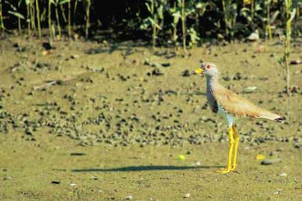 ठाणे खाडी परिसरात ‘ग्रे हेडेड लॅपविंग’ पक्षी दाखल