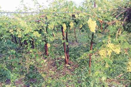 गारपिटीच्या तडाख्याने रब्बीच्या पिकांचे मोठे नुकसान झाले
