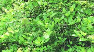 Creek Premna