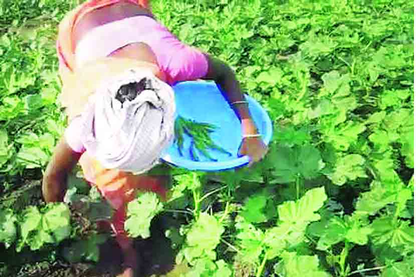 ठाण्यातील भेंडी, कारली युरोपच्या बाजारात