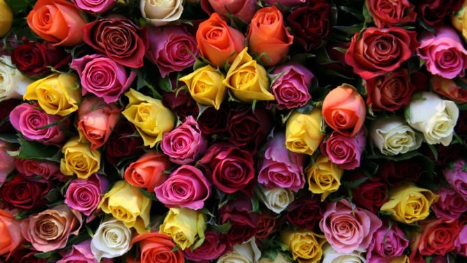 multicolored
