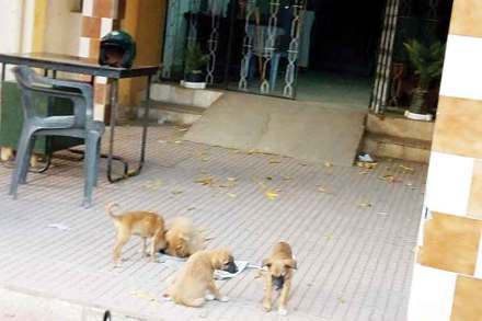 कुत्र्याची पिले अंगणात खेळताना