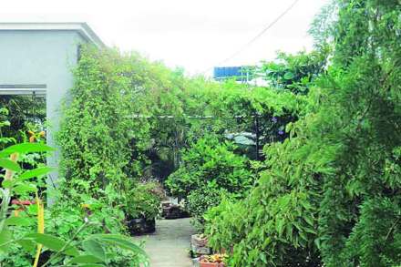 विजय देसाडला यांच्या घराच्या गच्चीवरील बाग