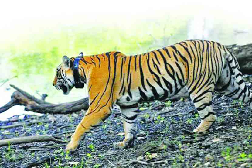 ( संग्रहीत प्रतिकात्मक छायाचित्र )