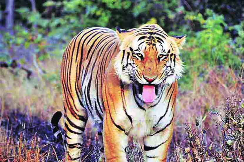 वाघांची फिकीर आहे कुणाला? वाघांची फिकीर आहे कुणाला?