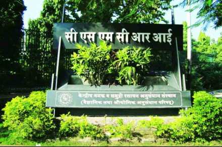 संशोधन संस्थायण : मिठाची गोष्ट