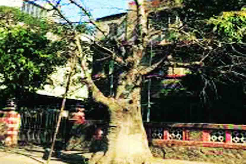 ठाण्यात दुर्मीळ वनसंपदेचे संवर्धन