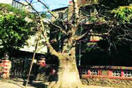 ठाण्यात दुर्मीळ वनसंपदेचे संवर्धन