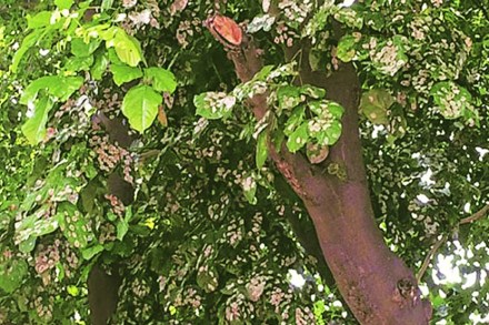 ‘सार आयटी रिसोर्सेस’च्या कामाची चौकशी