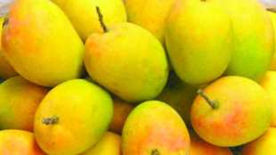 Alphonso mangoes