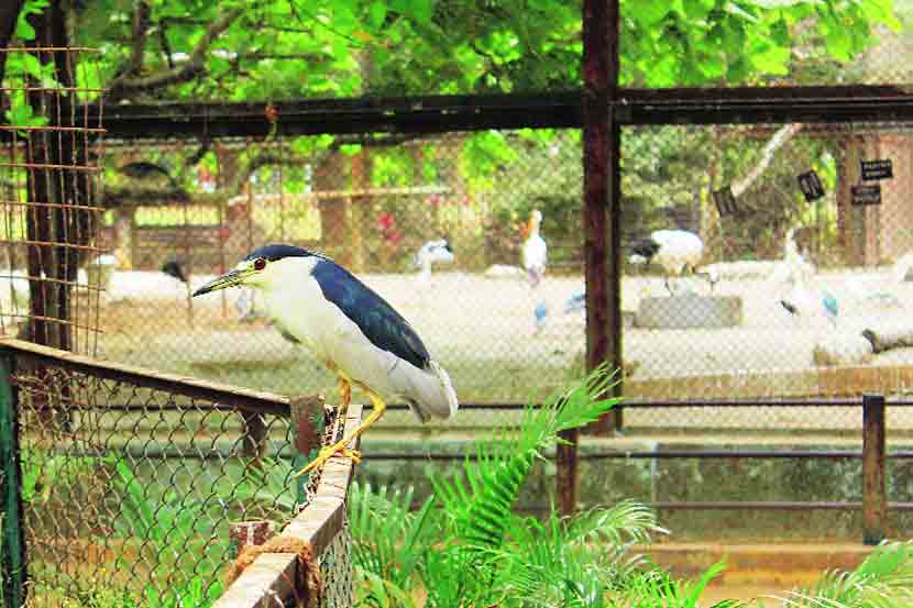 राणीबागेतील पक्षिसंग्रहालयात ‘घुसखोरां’चा घरोबा! राणीबागेतील पक्षिसंग्रहालयात ‘घुसखोरां’चा घरोबा!