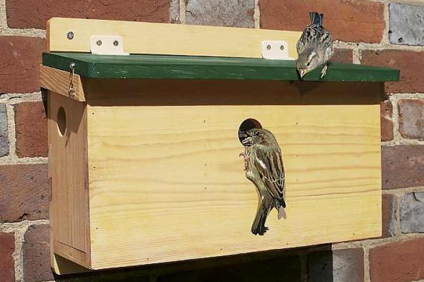 World Sparrow Day 2018
