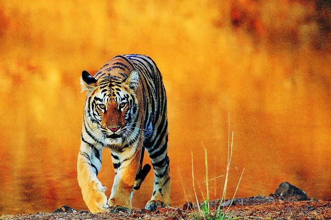 वाघ आणि अन्य काही वन्यप्राण्यांच्या मृत्यूची अधिकृत आकडेवारीची नोंद राष्ट्रीय व्याघ्र संवर्धन प्राधिकरणाच्या माध्यमातून केली जाते आणि त्याची माहिती ‘टायगरनेट डॉट एनआयसी डॉट इन’ या वेबसाइटवर उपलब्ध असते. वाघ आणि अन्य काही वन्यप्राण्यांच्या मृत्यूची अधिकृत आकडेवारीची नोंद राष्ट्रीय व्याघ्र संवर्धन प्राधिकरणाच्या माध्यमातून केली जाते आणि त्याची माहिती ‘टायगरनेट डॉट एनआयसी डॉट इन’ या वेबसाइटवर उपलब्ध असते.