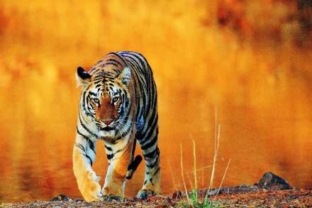 वाघ आणि अन्य काही वन्यप्राण्यांच्या मृत्यूची अधिकृत आकडेवारीची नोंद राष्ट्रीय व्याघ्र संवर्धन प्राधिकरणाच्या माध्यमातून केली जाते आणि त्याची माहिती ‘टायगरनेट डॉट एनआयसी डॉट इन’ या वेबसाइटवर उपलब्ध असते. वाघ आणि अन्य काही वन्यप्राण्यांच्या मृत्यूची अधिकृत आकडेवारीची नोंद राष्ट्रीय व्याघ्र संवर्धन प्राधिकरणाच्या माध्यमातून केली जाते आणि त्याची माहिती ‘टायगरनेट डॉट एनआयसी डॉट इन’ या वेबसाइटवर उपलब्ध असते.