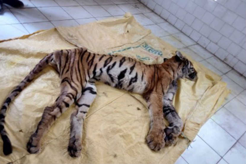 अखेर चार महिन्यांनी जाई वाघिणीने सोडले प्राण