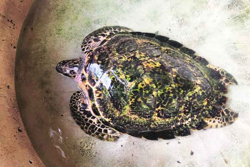 मुंबईतील तारापोरवाला मत्स्यालयातील सुमारे ४५ वर्षांचे सर्वात जुने ‘हॉक्सबिल’ प्रजातीचे दुर्मीळ कासव सध्या फारच आजारी आहे  मुंबईतील तारापोरवाला मत्स्यालयातील सुमारे ४५ वर्षांचे सर्वात जुने ‘हॉक्सबिल’ प्रजातीचे दुर्मीळ कासव सध्या फारच आजारी आहे