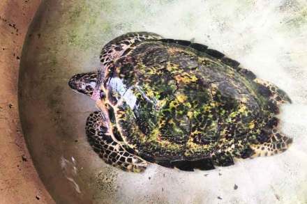 मुंबईतील तारापोरवाला मत्स्यालयातील सुमारे ४५ वर्षांचे सर्वात जुने ‘हॉक्सबिल’ प्रजातीचे दुर्मीळ कासव सध्या फारच आजारी आहे  मुंबईतील तारापोरवाला मत्स्यालयातील सुमारे ४५ वर्षांचे सर्वात जुने ‘हॉक्सबिल’ प्रजातीचे दुर्मीळ कासव सध्या फारच आजारी आहे