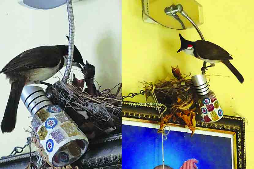 बुलबुल जन्मोत्सव