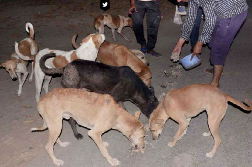 . गावातील काही धनिकांनी फार पूर्वीच आपल्या जमिनी ट्रस्टला दान केल्या आहेत. या भागात असणाऱ्या जवळपास ७० हून अधिक भटक्या कुत्र्यांची इथे काळजी घेण्यात येते. (छाया सौजन्य : जागरण)
 . गावातील काही धनिकांनी फार पूर्वीच आपल्या जमिनी ट्रस्टला दान केल्या आहेत. या भागात असणाऱ्या जवळपास ७० हून अधिक भटक्या कुत्र्यांची इथे काळजी घेण्यात येते. (छाया सौजन्य : जागरण)