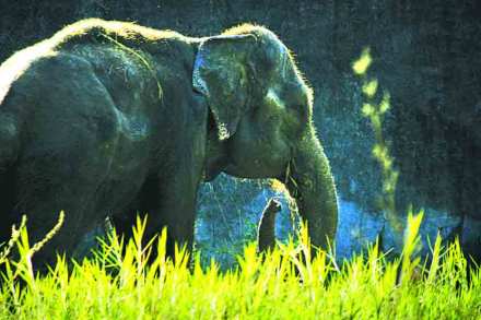 ( संग्रहीत प्रतिकात्मक छायाचित्र ) ( संग्रहीत प्रतिकात्मक छायाचित्र )
