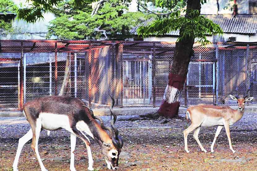 राणीबागेतील काळवीटांचे दर्शन लांबणीवर राणीबागेतील काळवीटांचे दर्शन लांबणीवर
