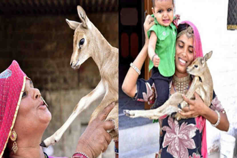 सलमानला गजाआड पाठणाऱ्या बिष्णोई समाजाबद्दल तुम्हाला माहित आहे का?