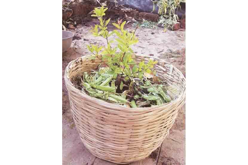 ओला कचरा खाणारी बांबूची टोपली