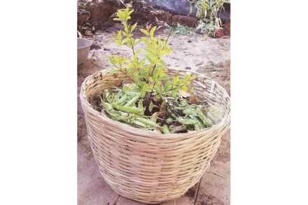 ओला कचरा खाणारी बांबूची टोपली