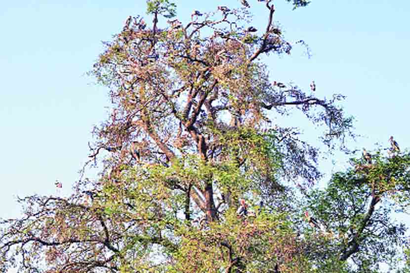विणीच्या हंगामासाठी गेल्या सहा महिन्यांपासून इंदापुरात मुक्काम ठोकलेल्या चित्रबलाक पक्ष्यांची परतीच्या प्रवासासाठी लगबग सुरू झाली आहे.(छायाचित्र: जीवन, इंदापूर)