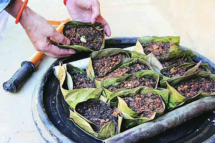 बीजसंकलनातून अन्न शाश्वतता