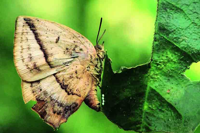 संग्रहित प्रतिनिधिक छायाचित्र