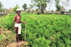 दीडपट हमीभाव देण्याच्या निर्णयाचे कृषी क्षेत्रातून स्वागत आणि आगपाखडही