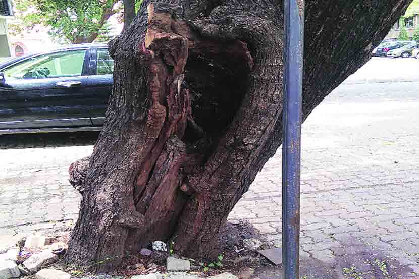 वृक्षांना वाळवीचा विळखा वृक्षांना वाळवीचा विळखा
