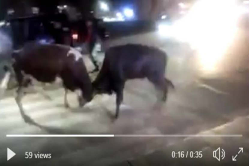 Video : …आणि मोदींच्या वाहनासमोर रंगली बैलांची झुंज